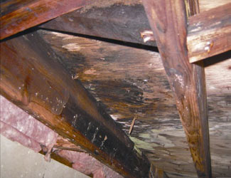 mold and rot in a Kingsport crawl space